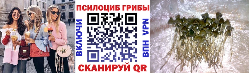 Галлюциногенные грибы Psilocybe  MEGA tor  Карабаново 
